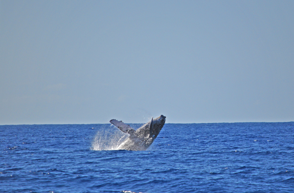 kauai humpback whale